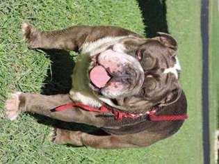 Bulldog Puppy for sale in Killeen, TX, USA
