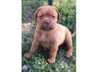 American Bull Dogue De Bordeaux Puppy for sale in Yamhill, OR, USA