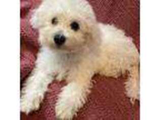 Bichon Frise Puppy for sale in Spencerville, IN, USA