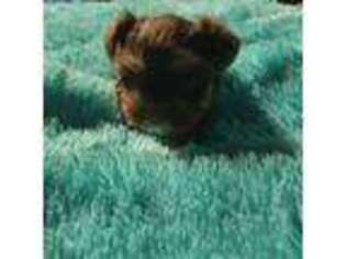 Yorkshire Terrier Puppy for sale in Atwater, MN, USA