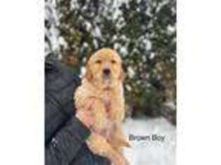 Golden Retriever Puppy for sale in Colbert, WA, USA
