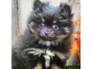 Pomeranian Puppy for sale in Pembroke Pines, FL, USA