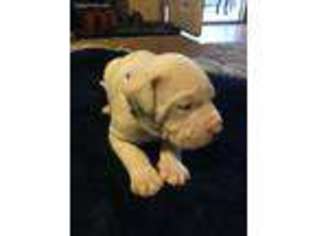 Dogo Argentino Puppy for sale in Hinton, OK, USA