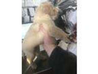 Chesapeake Bay Retriever Puppy for sale in Avoca, MI, USA