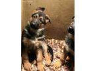 German Shepherd Dog Puppy for sale in Ansonia, OH, USA