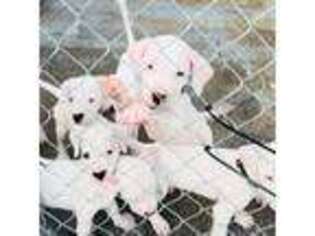Dogo Argentino Puppy for sale in Tavares, FL, USA