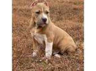 Mutt Puppy for sale in Osage Beach, MO, USA