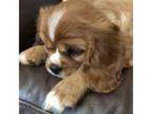 Cavalier King Charles Spaniel Puppy for sale in Hurt, VA, USA