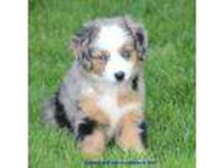 Australian Shepherd Puppy for sale in Hillsdale, MI, USA