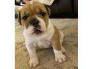 Bulldog Puppy for sale in Mcdonough, GA, USA