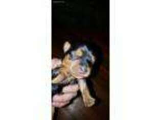 Yorkshire Terrier Puppy for sale in Ephrata, PA, USA