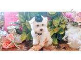 Maltese Puppy for sale in Fort Lauderdale, FL, USA