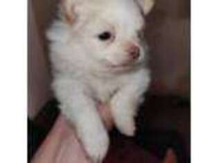 Pomeranian Puppy for sale in Bethlehem, PA, USA