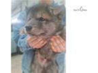 Wolf Hybrid Puppy for sale in Canton, OH, USA