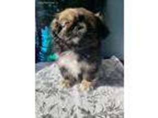 Pekingese Puppy for sale in Valley Stream, NY, USA