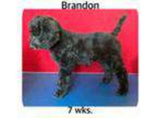 Mutt Puppy for sale in Bristolville, OH, USA