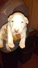 Bull Terrier Puppy for sale in El Paso, TX, USA