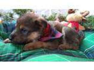 German Shepherd Dog Puppy for sale in Louisiana, MO, USA
