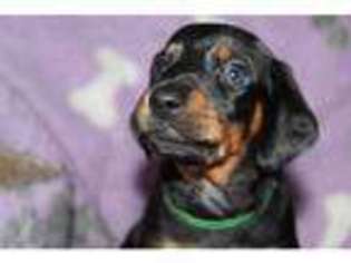 Dachshund Puppy for sale in Bury, Greater Manchester (England), United Kingdom