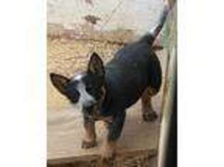 Australian Cattle Dog Puppy for sale in Puxico, MO, USA