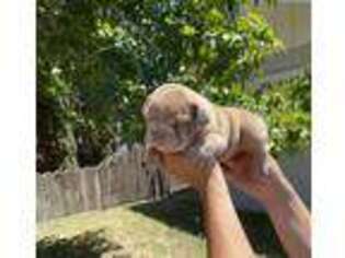 Bulldog Puppy for sale in Madera, CA, USA