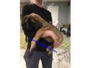 Mastiff Puppy for sale in South Bend, IN, USA