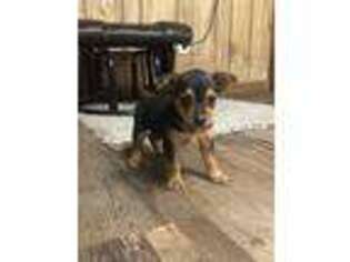 Chorkie Puppy for sale in Ludowici, GA, USA