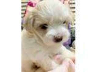 Maltese Puppy for sale in Beaverton, OR, USA