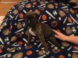 Boxer Puppy for sale in Terre Haute, IN, USA