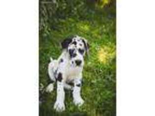 Great Dane Puppy for sale in Hilbert, WI, USA