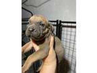 Cane Corso Puppy for sale in Lansing, MI, USA