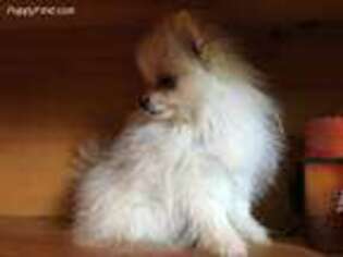 Pomeranian Puppy for sale in Staples, MN, USA