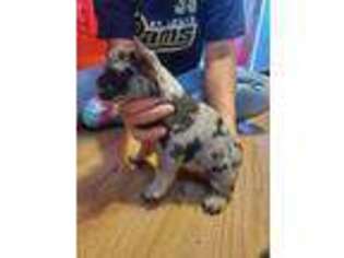French Bulldog Puppy for sale in Grandview, WA, USA