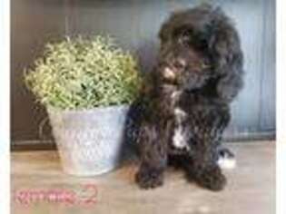 Cavapoo Puppy for sale in Nibley, UT, USA