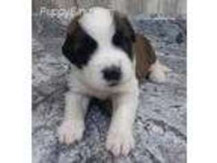Saint Bernard Puppy for sale in Goshen, IN, USA