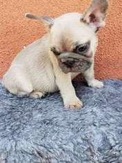 French Bulldog Puppy for sale in Bellflower, CA, USA