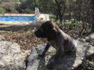 German Shorthaired Pointer Puppy for sale in Brownsville, TX, USA