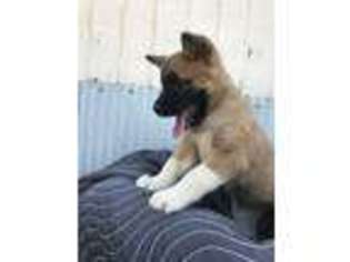 Akita Puppy for sale in Claremore, OK, USA