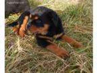 Rottweiler Puppy for sale in Tompkinsville, KY, USA