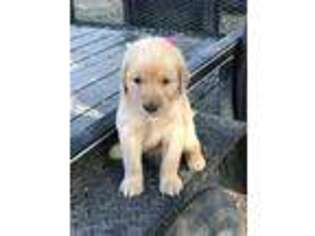 Golden Retriever Puppy for sale in Hartselle, AL, USA
