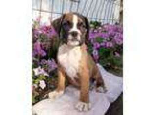 Boxer Puppy for sale in Riverhead, NY, USA