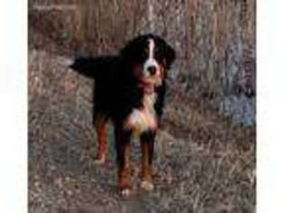 Bernese Mountain Dog Puppy for sale in Turtle Lake, ND, USA