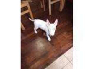 Bull Terrier Puppy for sale in Porterville, CA, USA