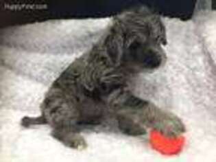 Schnoodle (Standard) Puppy for sale in Auburn, ME, USA
