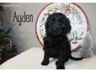 Goldendoodle Puppy for sale in Glade Hill, VA, USA