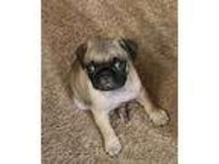 Pug Puppy for sale in Orland Park, IL, USA