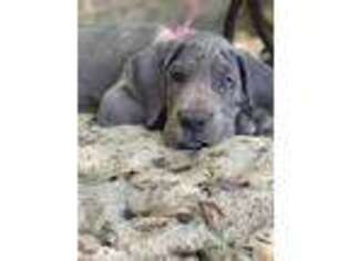 Great Dane Puppy for sale in San Diego, CA, USA