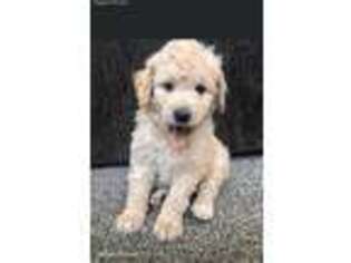 Goldendoodle Puppy for sale in Thief River Falls, MN, USA