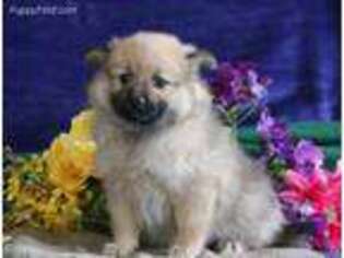 Pomeranian Puppy for sale in Christiana, PA, USA