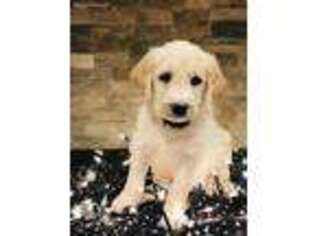 Labradoodle Puppy for sale in Homer, LA, USA